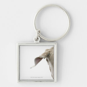 Weimaraner 2 schlüsselanhänger