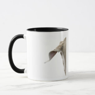 Weimaraner 2 tasse