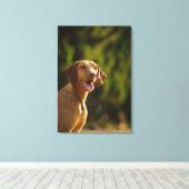 Weimaraner 3 leinwanddruck (Insitu (Holzboden))