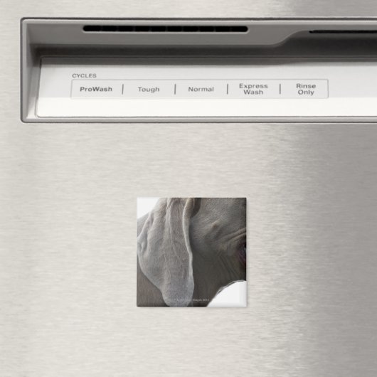 Weimaraner 3 magnet (In Situ (Geschirrspüler))