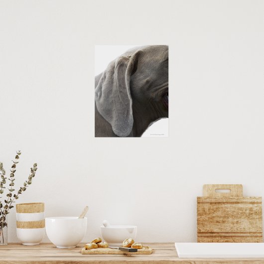 Weimaraner 3 poster (Küche)