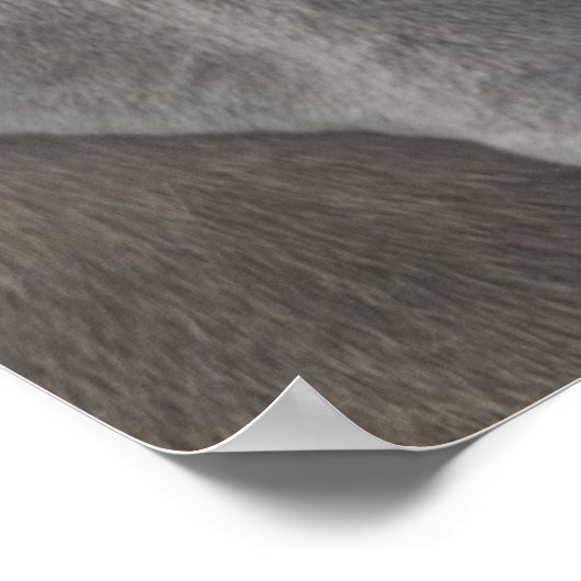 Weimaraner 3 poster (Ecke)