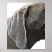 Weimaraner 3 poster (Vorne)