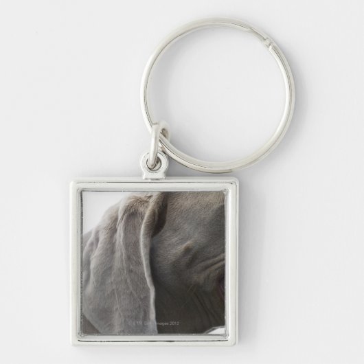 Weimaraner 3 schlüsselanhänger (Vorne)