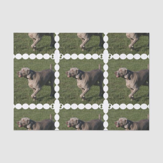 weimaraner-6 seidenpapier (Vorderseite)