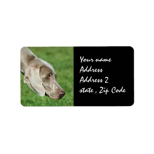 Weimaraner Adressaufkleber (Vorne)