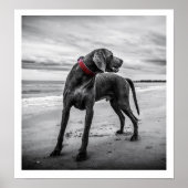 Weimaraner am Strand Print Poster (Vorne)