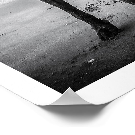 Weimaraner am Strand Print Poster (Ecke)