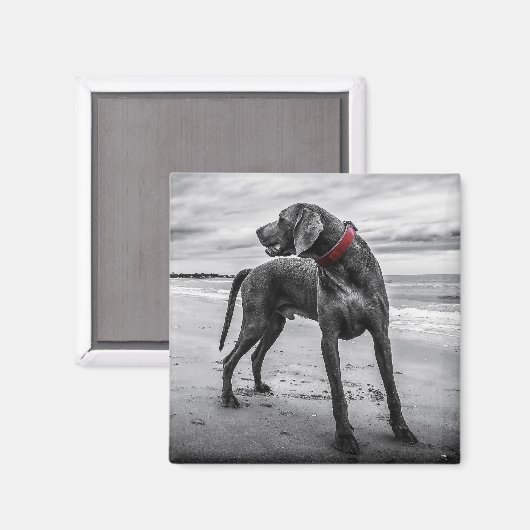 Weimaraner auf dem Beach Magnet (Vorderseite/Rückseite)