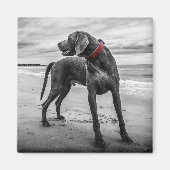 Weimaraner auf dem Beach Magnet (Vorne)