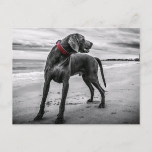 Weimaraner auf der Beach Postcard Postkarte