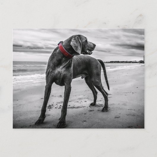 Weimaraner auf der Beach Postcard Postkarte (Vorderseite)