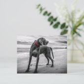 Weimaraner auf der Beach Postcard Postkarte (Stehend Vorderseite)