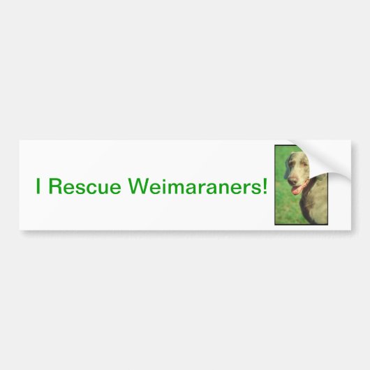 Weimaraner Autoaufkleber (Vorne)