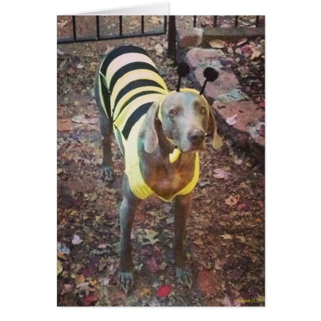 Weimaraner Bumblebee (Vorne)