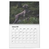 Weimaraner Calendar Kalender (Feb 2027)