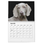 Weimaraner Calendar Kalender (Mär 2026)