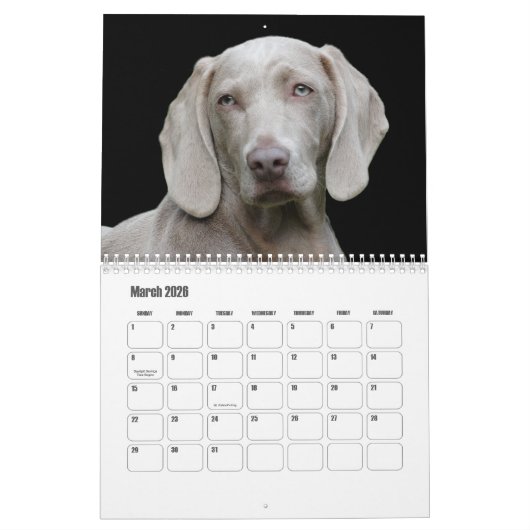 Weimaraner Calendar Kalender (Mär 2026)