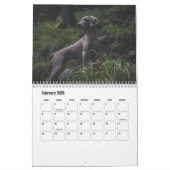 Weimaraner Calendar Kalender (Feb 2026)