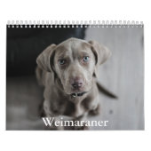 Weimaraner Calendar Kalender (Titelbild)