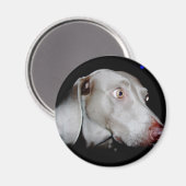 Weimaraner - Der graue Geist Magnet (Vorderseite/Rückseite)
