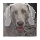 Weimaraner Fliese (Vorderseite)
