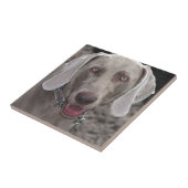 Weimaraner Fliese (Seite)