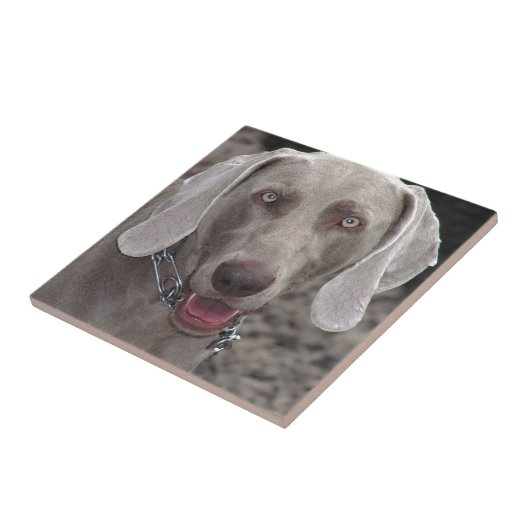 Weimaraner Fliese (Seite)