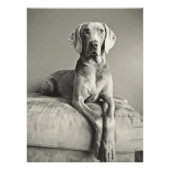 Weimaraner Fotodruck (Vorne)