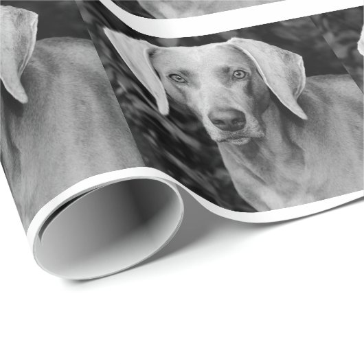Weimaraner Geschenk-Verpackung Geschenkpapier (Rolleneckpunkt)