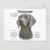 Weimaraner Geschichtsdesign Postkarte (Vorderseite)
