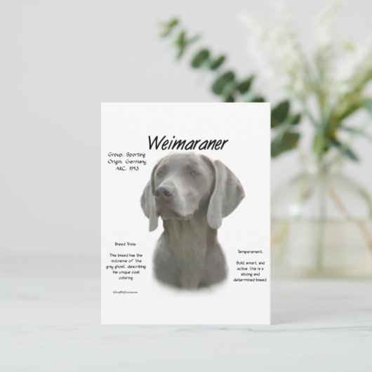 Weimaraner Geschichtsdesign Postkarte (Stehend Vorderseite)