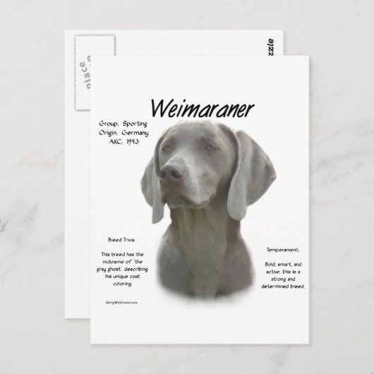 Weimaraner Geschichtsdesign Postkarte (Vorne/Hinten)