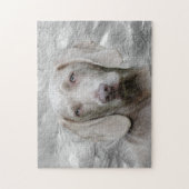Weimaraner Gesicht Puzzle (Vertikal)