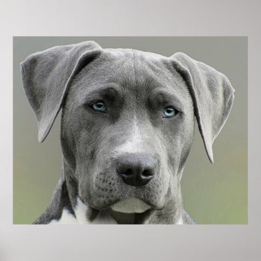 Weimaraner Gray Hunting Hund Poster (Vorne)