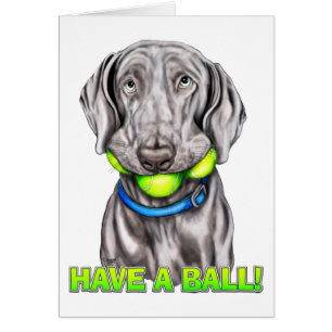 Weimaraner haben einen Ball