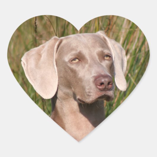 Weimaraner Herz-Aufkleber (Vorderseite)