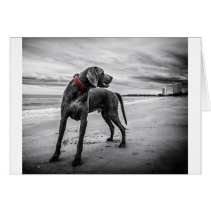 Weimaraner Hund