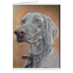 Weimaraner Hund