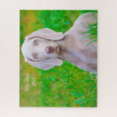Weimaraner Hund Jigsaws. Puzzle (Vertikal)