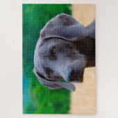 Weimaraner Hund Jigsaws. Puzzle (Vertikal)