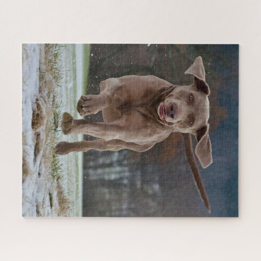 Weimaraner Hund Jigsaws. Puzzle (Horizontal)
