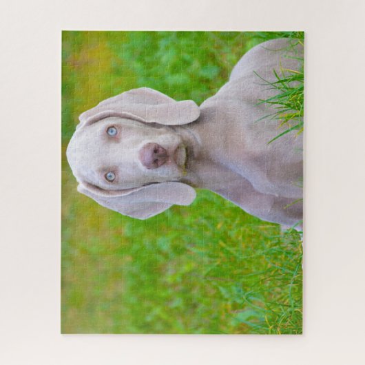 Weimaraner Hund Jigsaws. Puzzle (Vertikal)