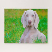 Weimaraner Hund Jigsaws. Puzzle (Horizontal)