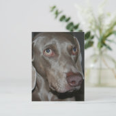 Weimaraner Hund Postkarte (Stehend Vorderseite)