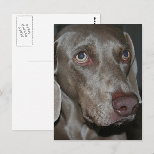 Weimaraner Hund Postkarte (Vorne/Hinten)