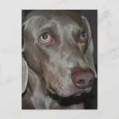 Weimaraner Hund Postkarte (Vorderseite)