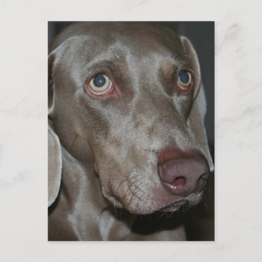 Weimaraner Hund Postkarte (Vorderseite)