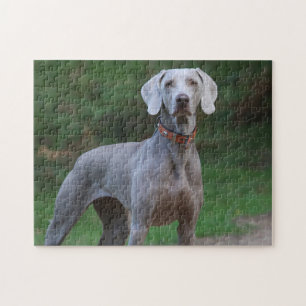 Weimaraner Hund Puzzle