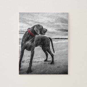 Weimaraner Hund Puzzle